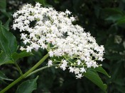 bezcerny_velikost_x176