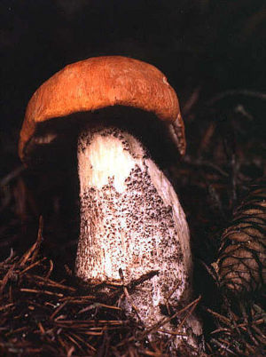 křemenáč březový