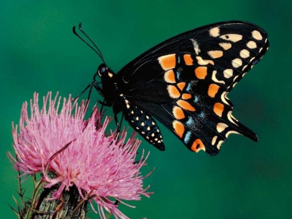 butterflyb