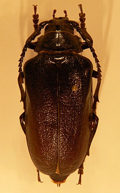 tesarik